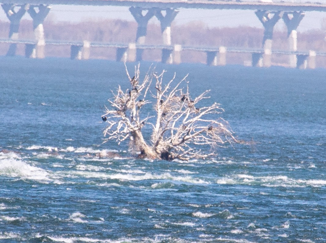 kormorán ušatý - ML432738911