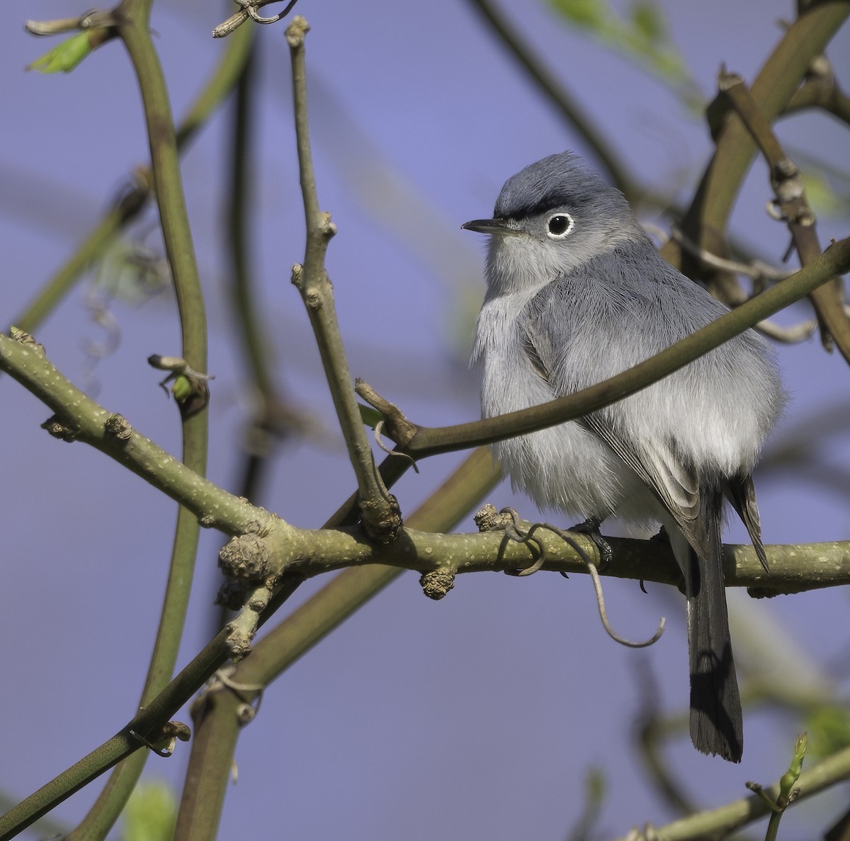 Blue-gray Gnatcatcher - ML432739831