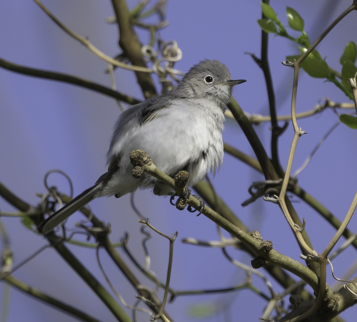 Blue-gray Gnatcatcher - ML432739841