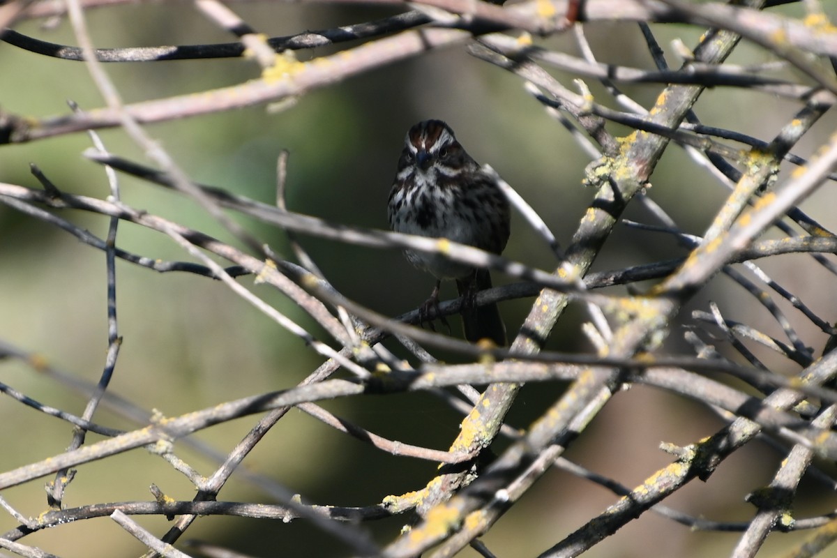 Song Sparrow - ML432740311