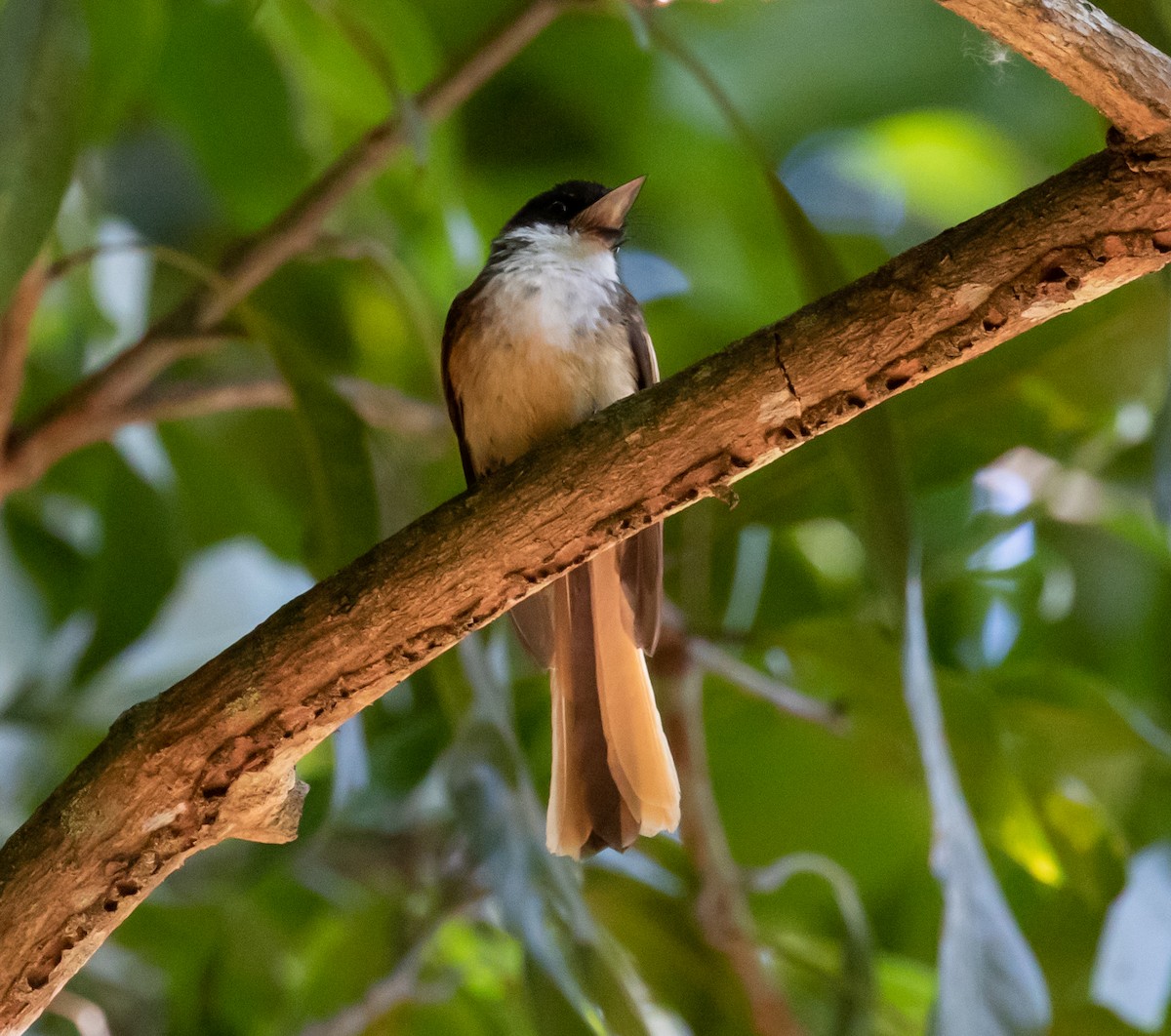 Cinnamon-tailed Fantail - ML432740711