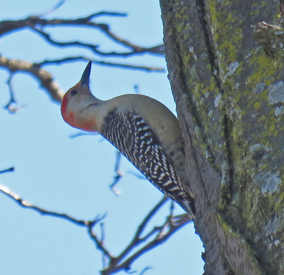 Red-bellied Woodpecker - ML43274111