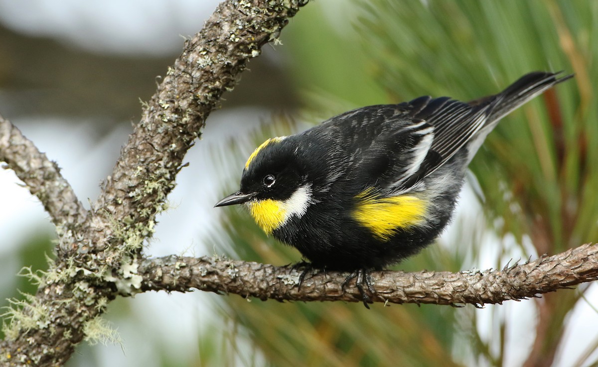 Yellow-rumped Warbler (Goldman's) - ML43274371