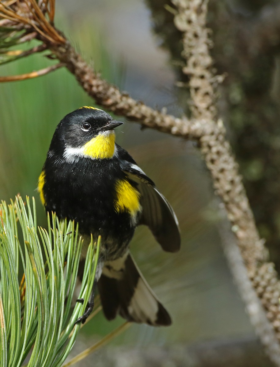 Yellow-rumped Warbler (Goldman's) - ML43274381