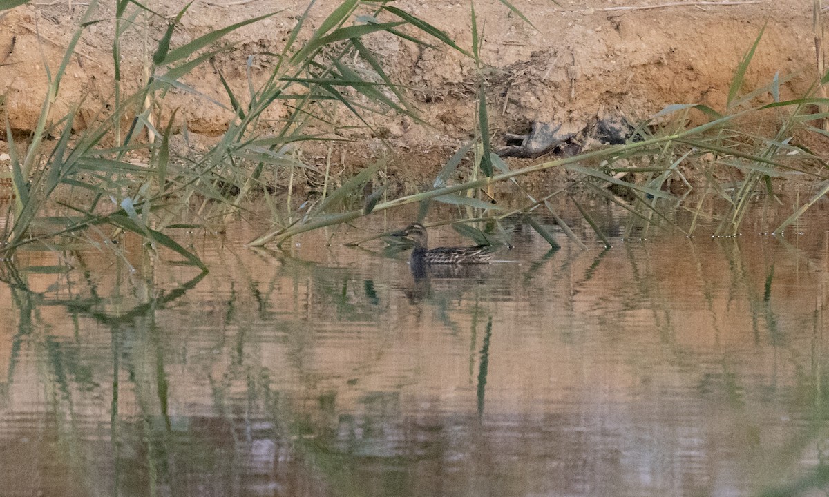 Garganey - Paul Fenwick