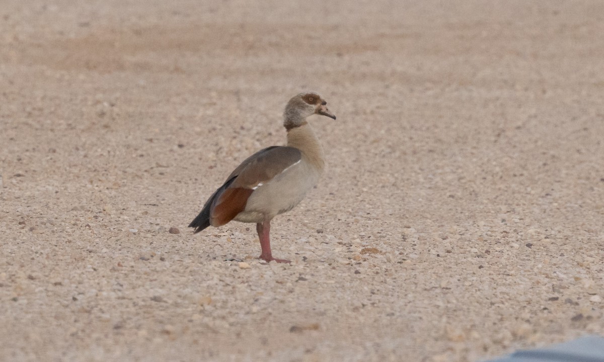 Egyptian Goose - ML432745431