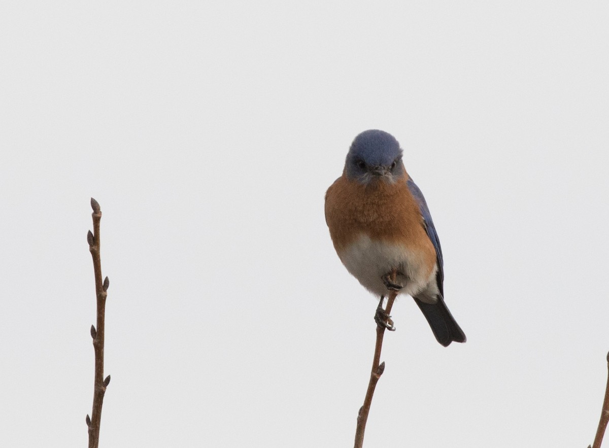 Eastern Bluebird - ML43274921