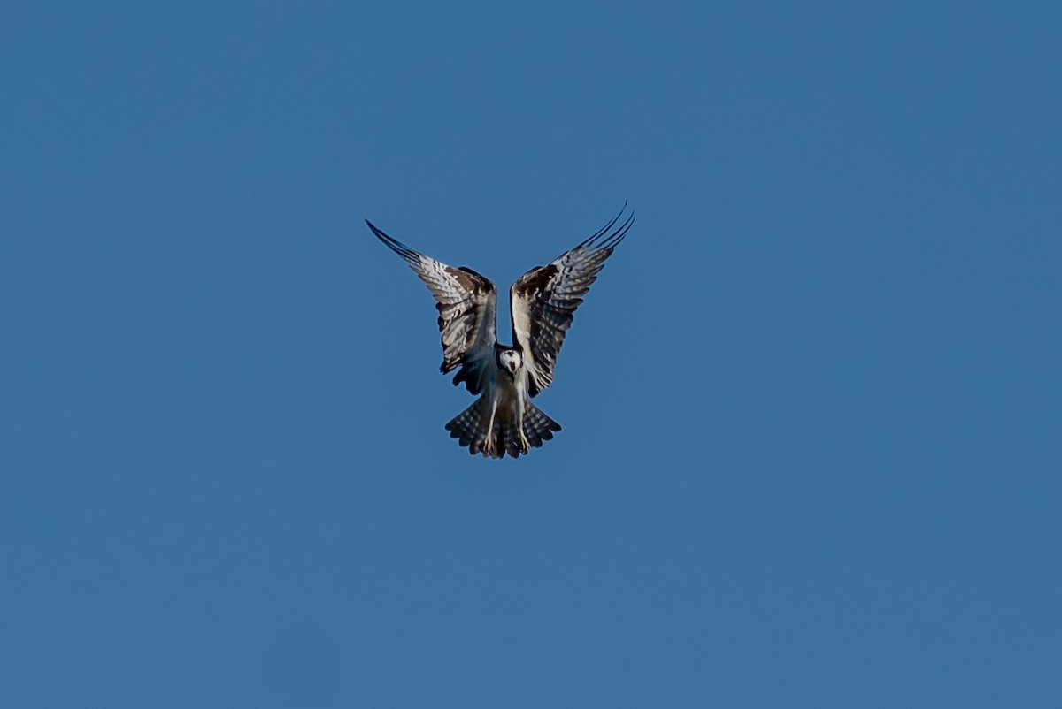 Osprey - ML432750521