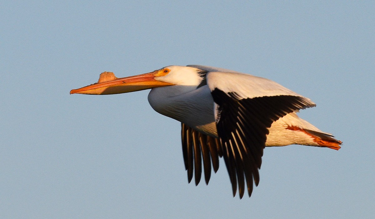 American White Pelican - ML432751131