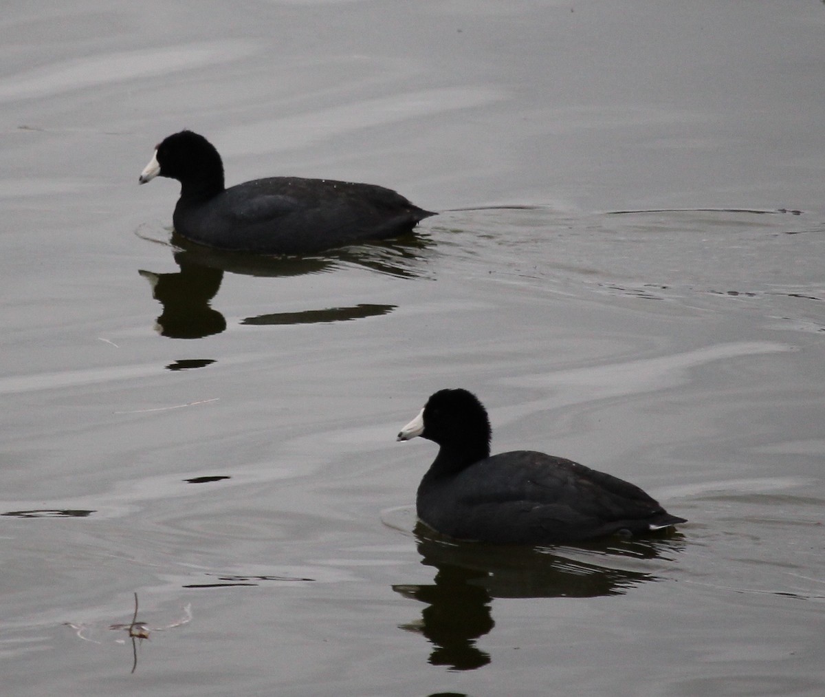 American Coot (Red-shielded) - ML43275221