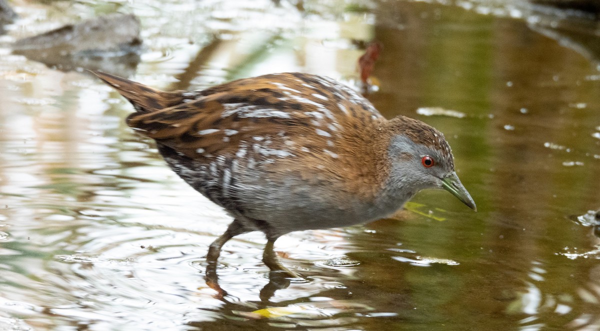 Baillon's Crake - ML432756591