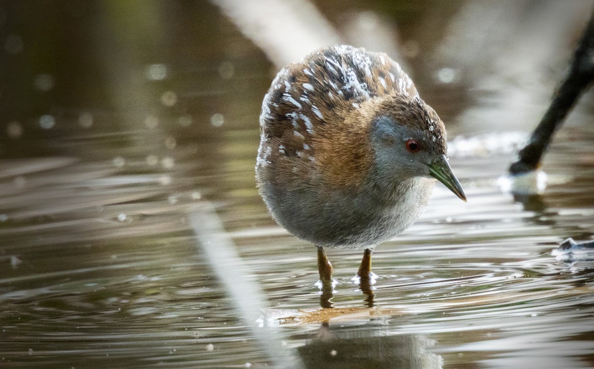 Baillon's Crake - ML432756801