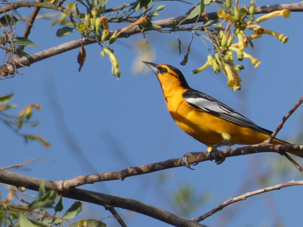 Oriole de Bullock - ML432757371