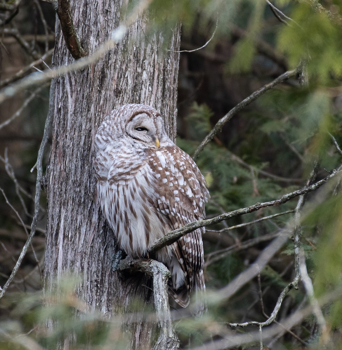 Barred Owl - ML432757801