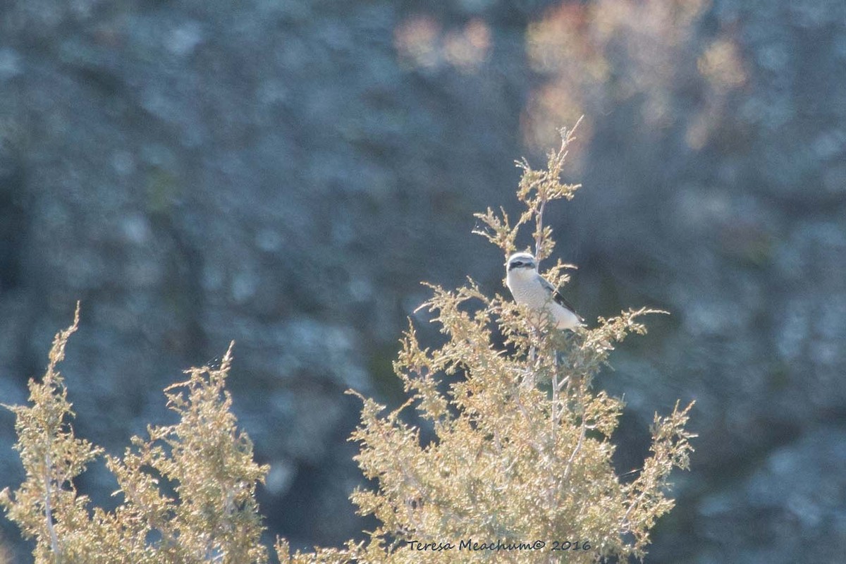 Pie-grièche boréale - ML43275801