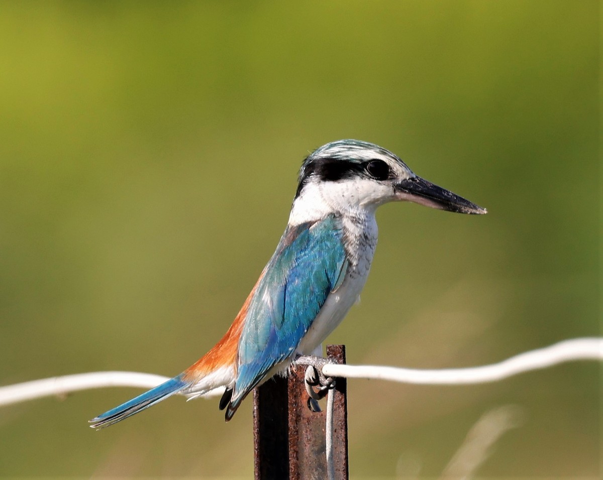 Red-backed Kingfisher - Mary Clarke