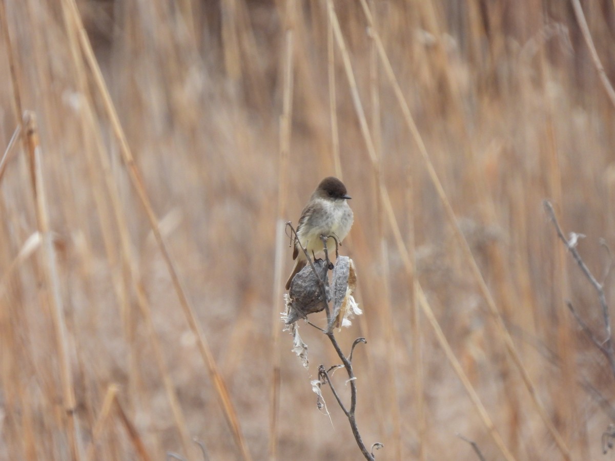 Eastern Phoebe - ML432761261