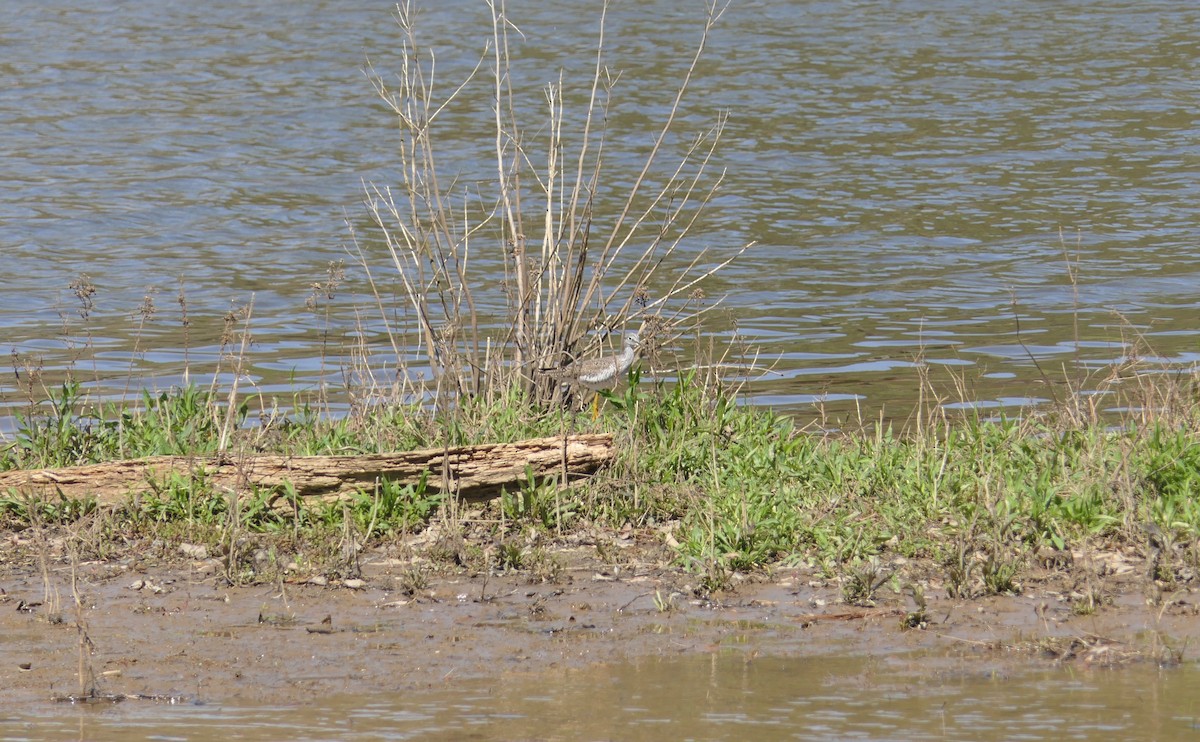 Solitary Sandpiper - ML432762431