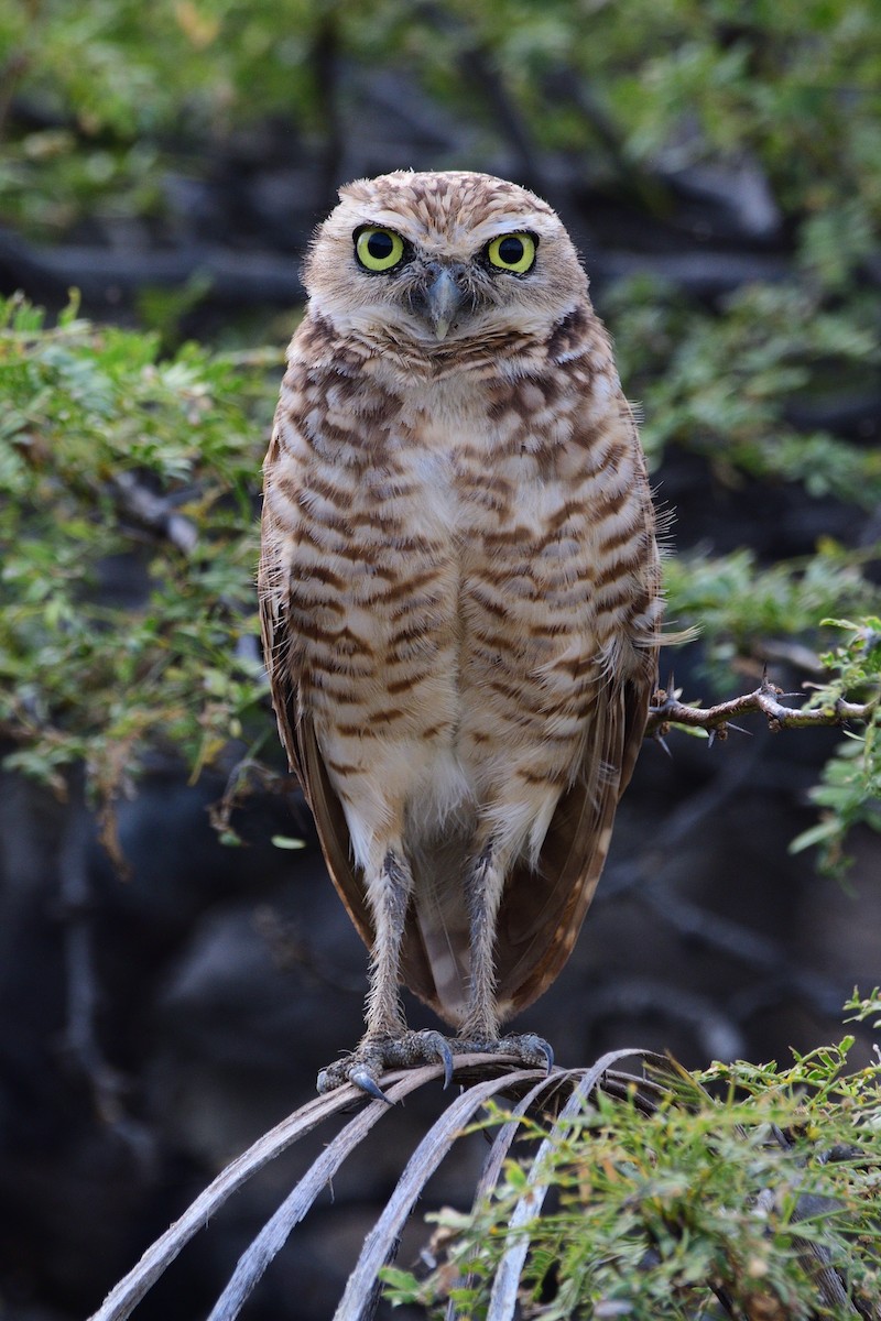 Burrowing Owl - ML432762531