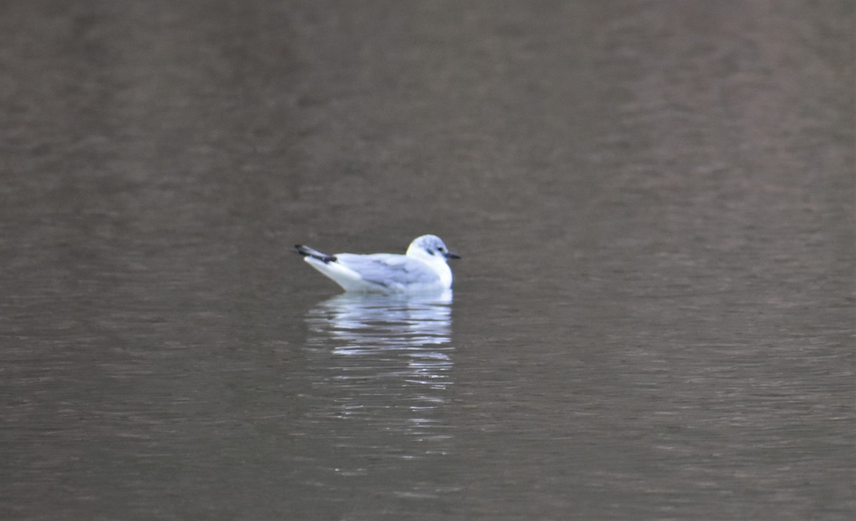 Bonaparte's Gull - ML432763541