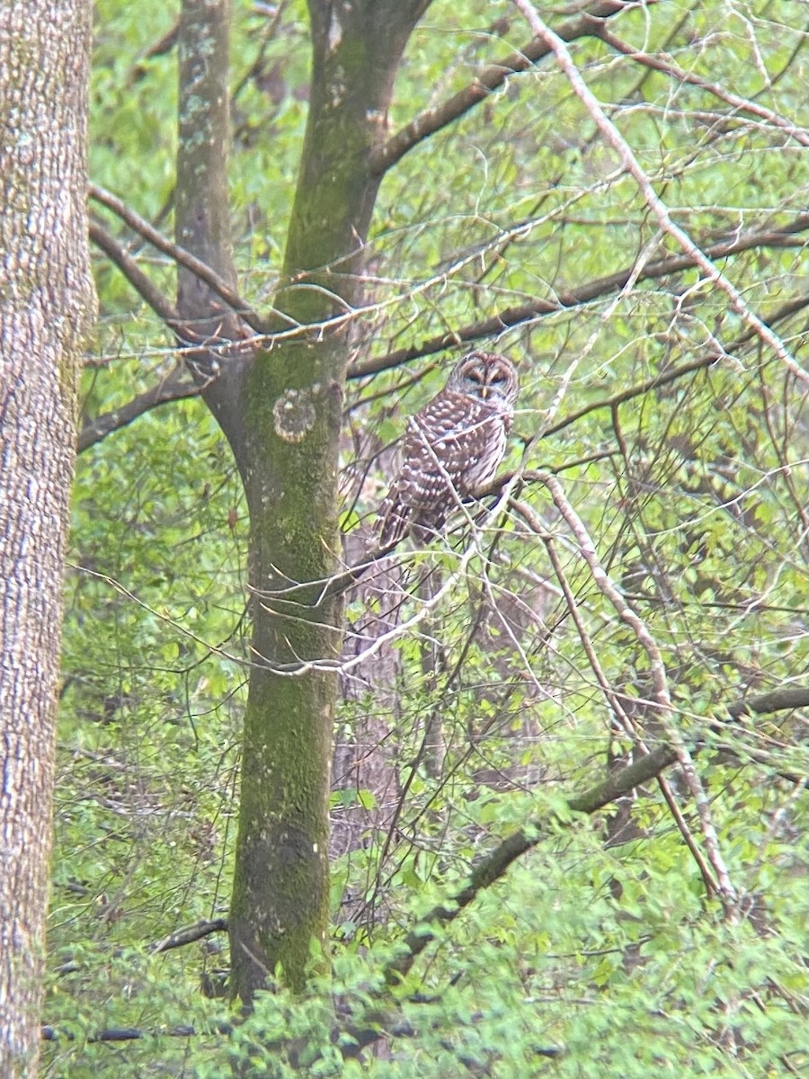 Barred Owl - ML432764981