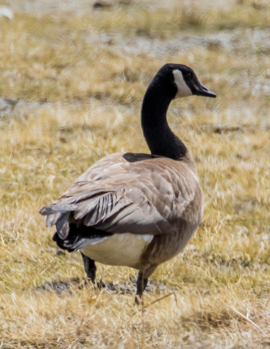 Canada Goose - ML432765081