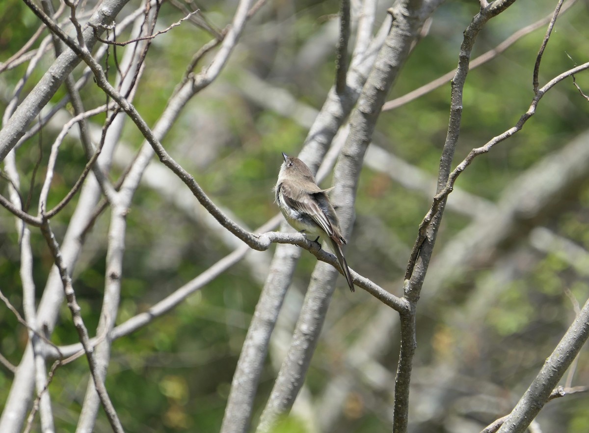 Eastern Phoebe - ML432765321