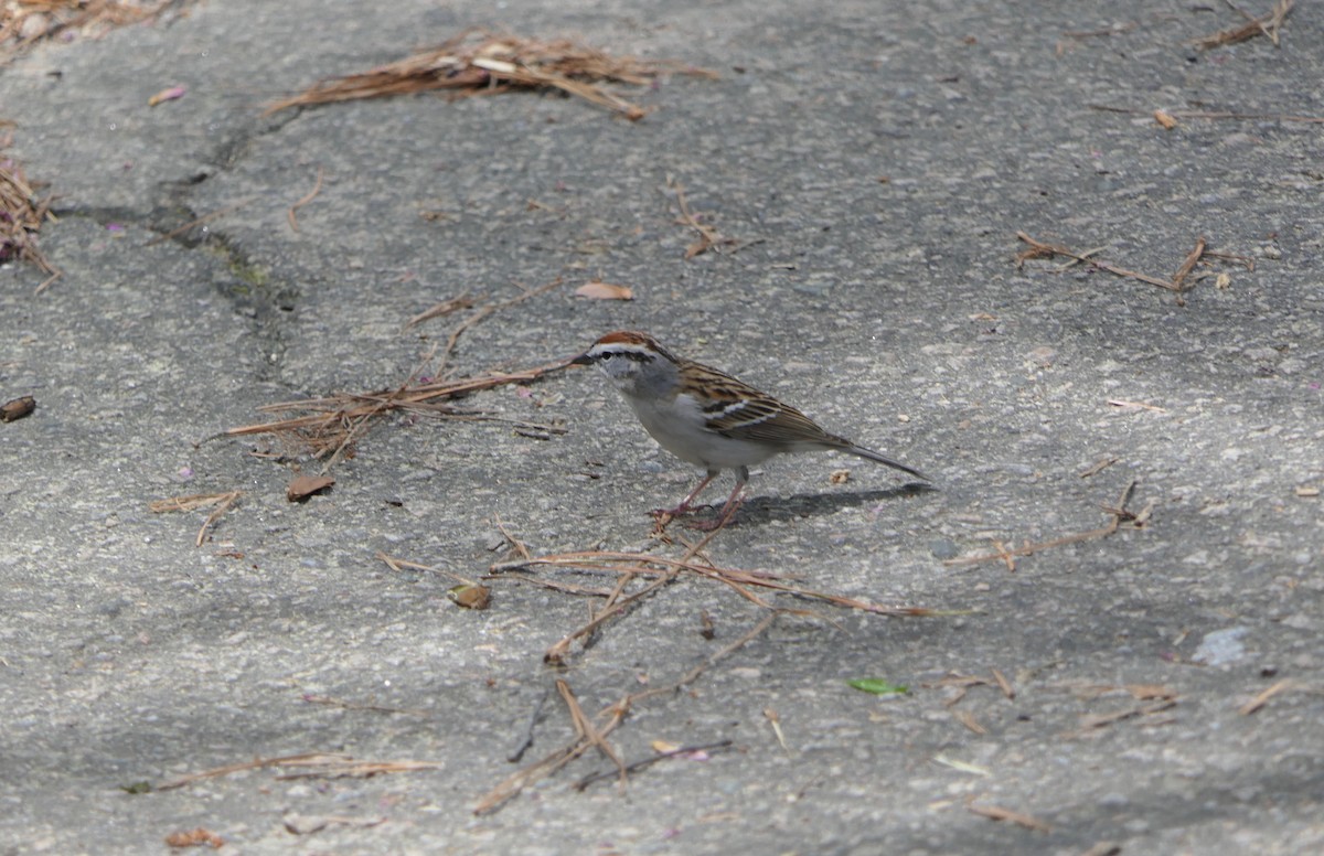 Chipping Sparrow - ML432765461