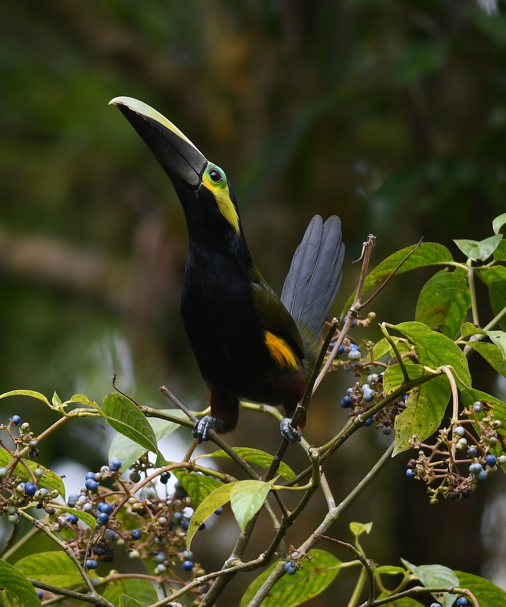 Yellow-eared Toucanet - Joshua van der Meulen