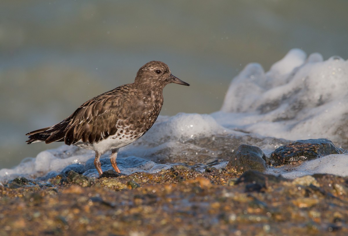 Black Turnstone - ML432770051