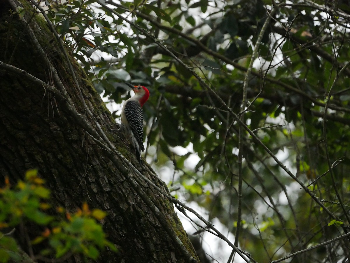 Red-bellied Woodpecker - ML432770231