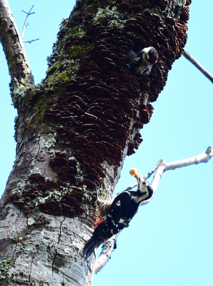 White-backed Woodpecker - ML432770391