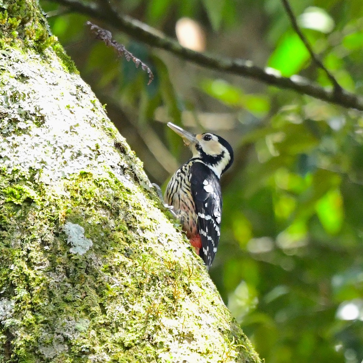 White-backed Woodpecker - ML432770411