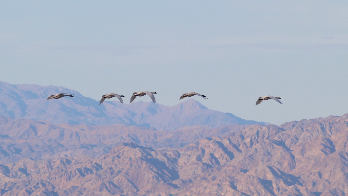 Tundra Swan - ML43277101