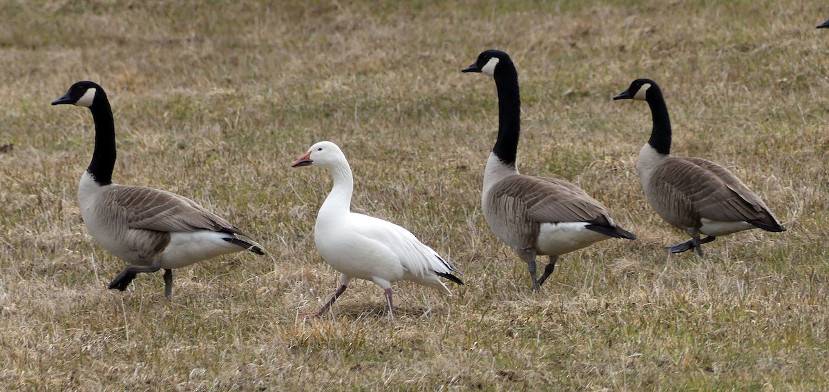 Snow Goose - Sean Smith