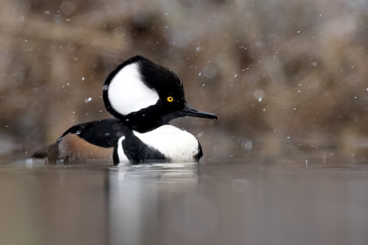 Hooded Merganser - Matt Felperin