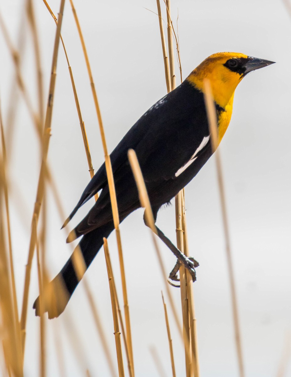 Yellow-headed Blackbird - Chris Tosdevin