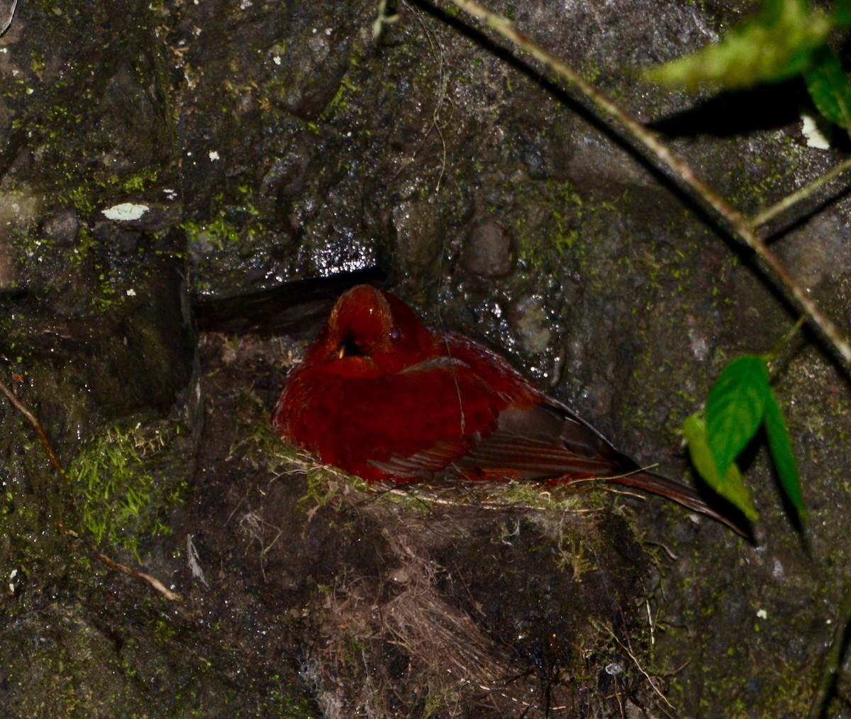 Andean Cock-of-the-rock - ML43277471