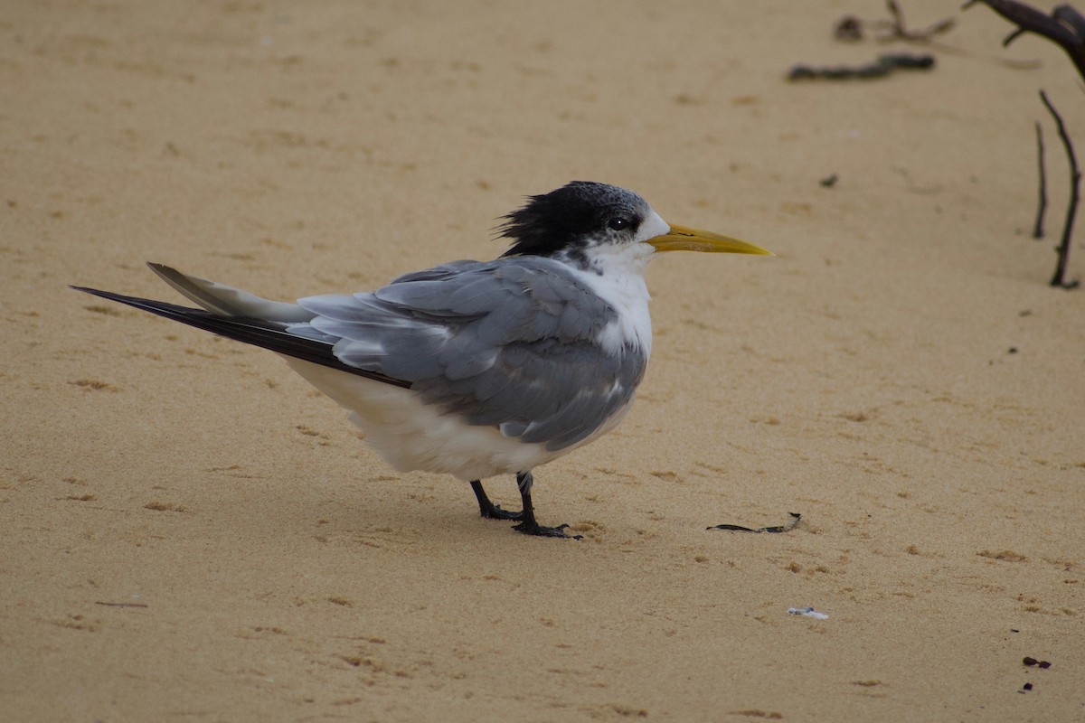 Great Crested Tern - Lance Rathbone