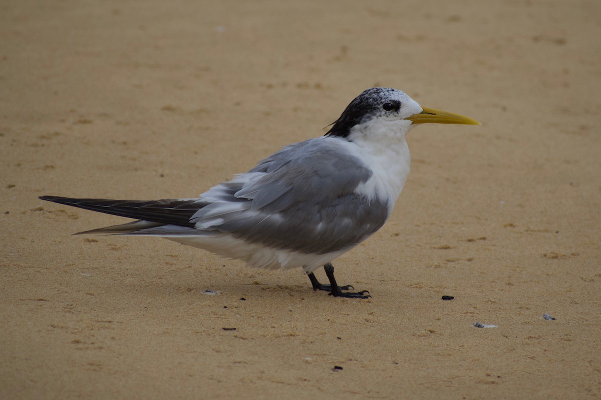 Great Crested Tern - ML432774821