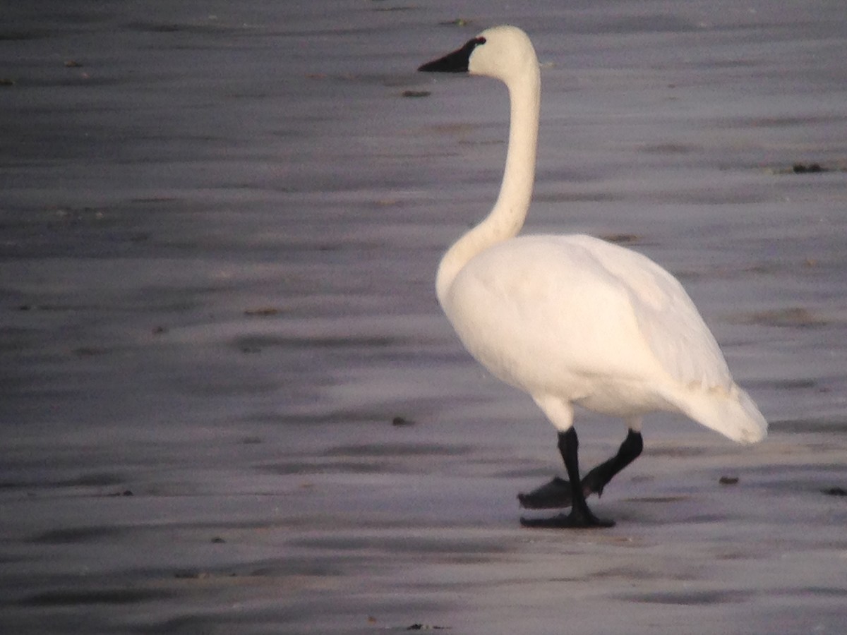 Tundra Swan - ML43277501