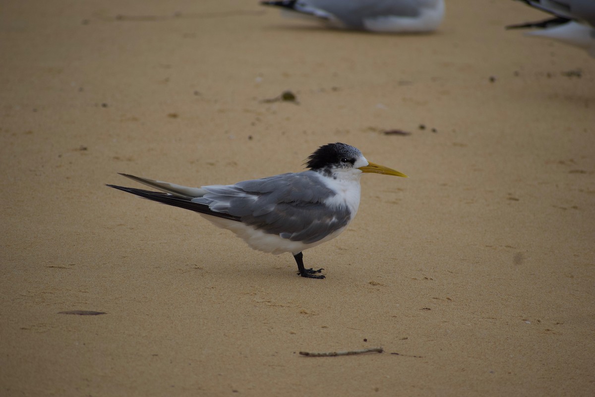 Great Crested Tern - Lance Rathbone