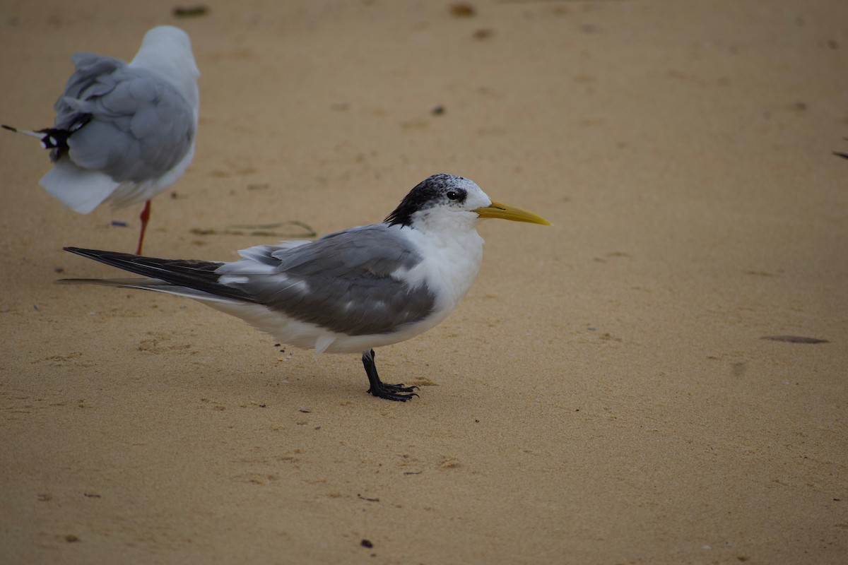 Great Crested Tern - ML432775061