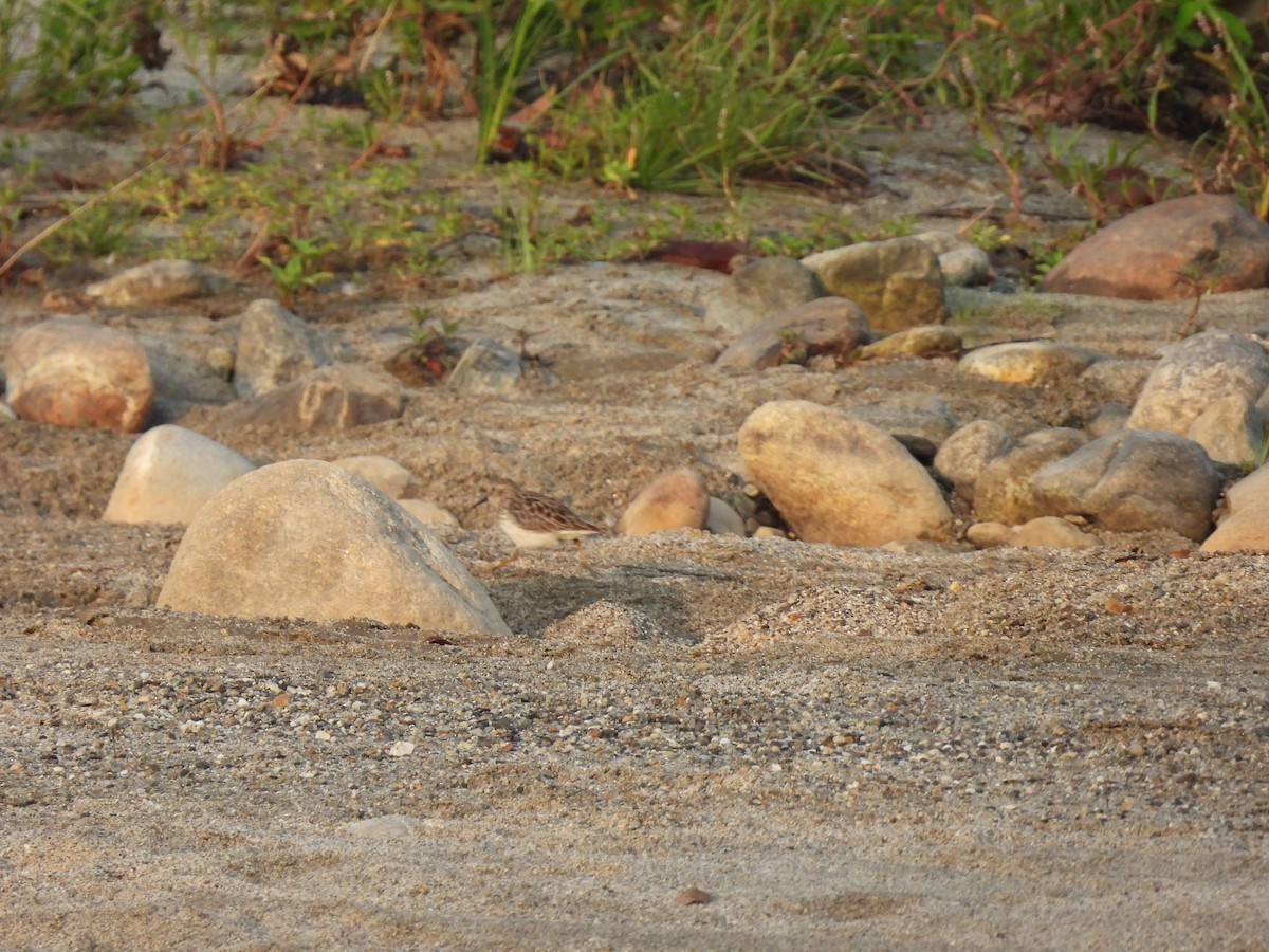 pygmésnipe - ML432775171