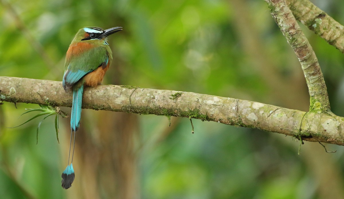 Turquoise-browed Motmot - Luke Seitz