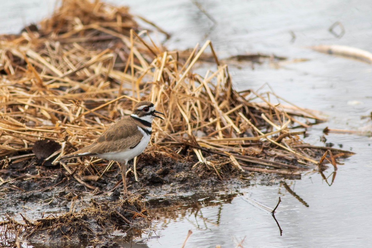 Killdeer - ML432777291