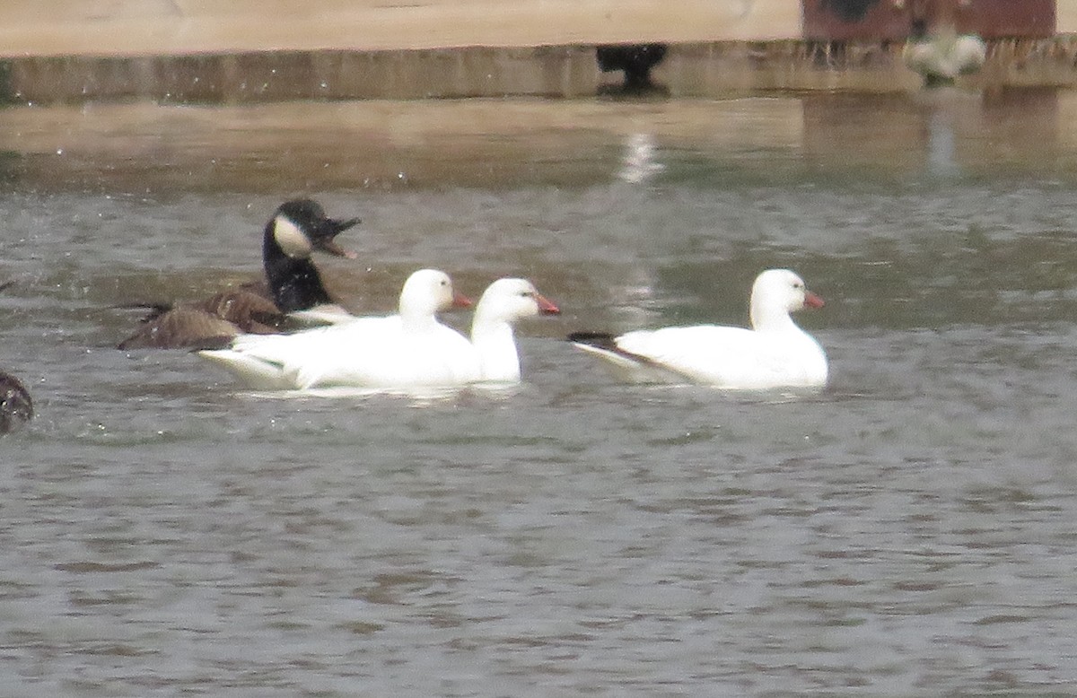 Ross's Goose - ML432778581