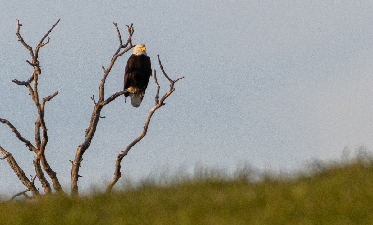 Bald Eagle - ML432778691