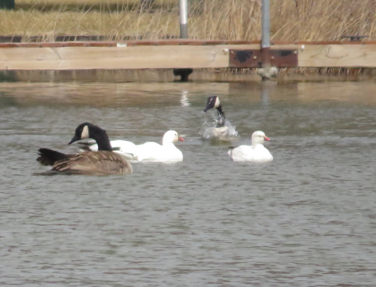 Ross's Goose - ML432778721