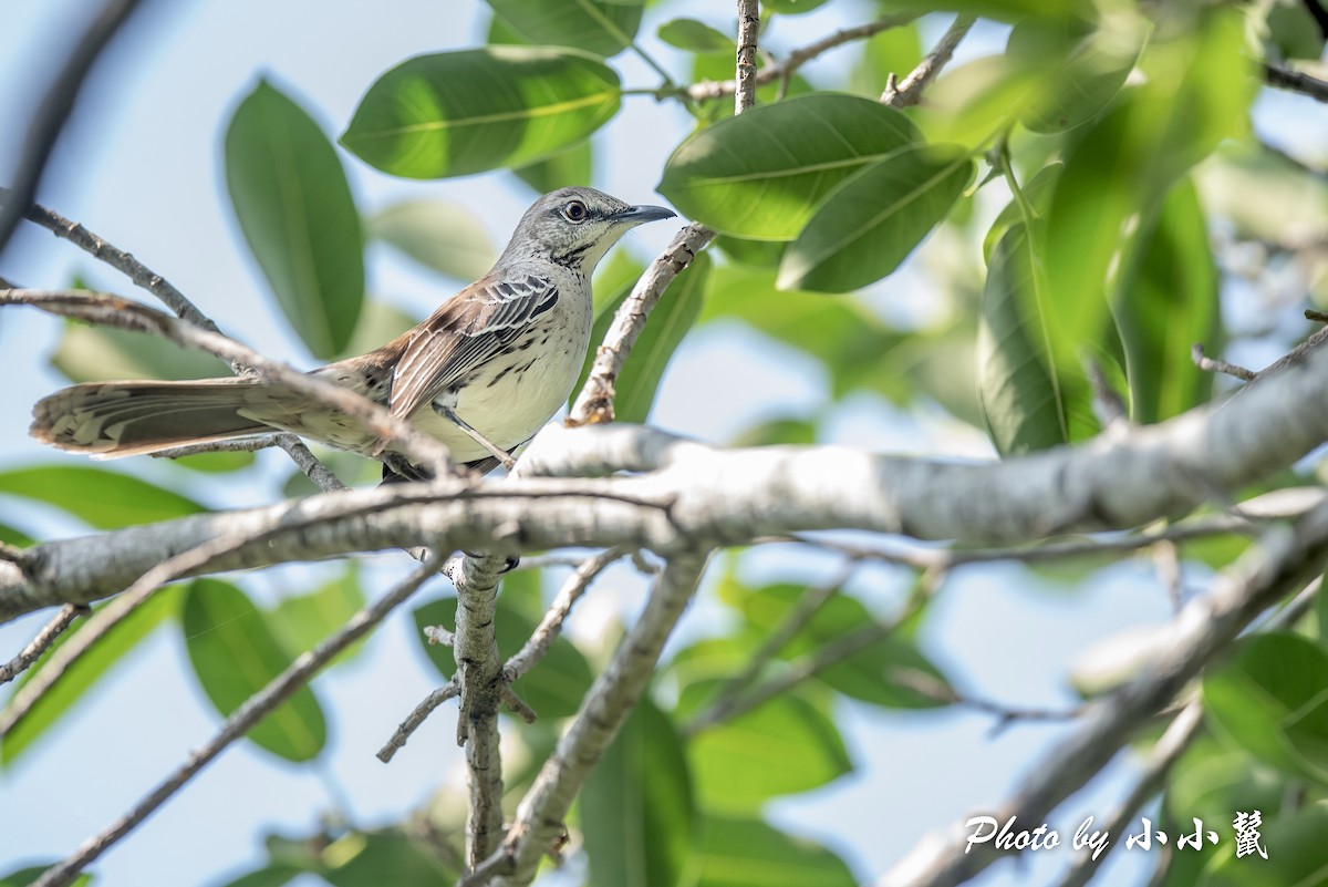 Bahama Mockingbird - Hanyang Ye